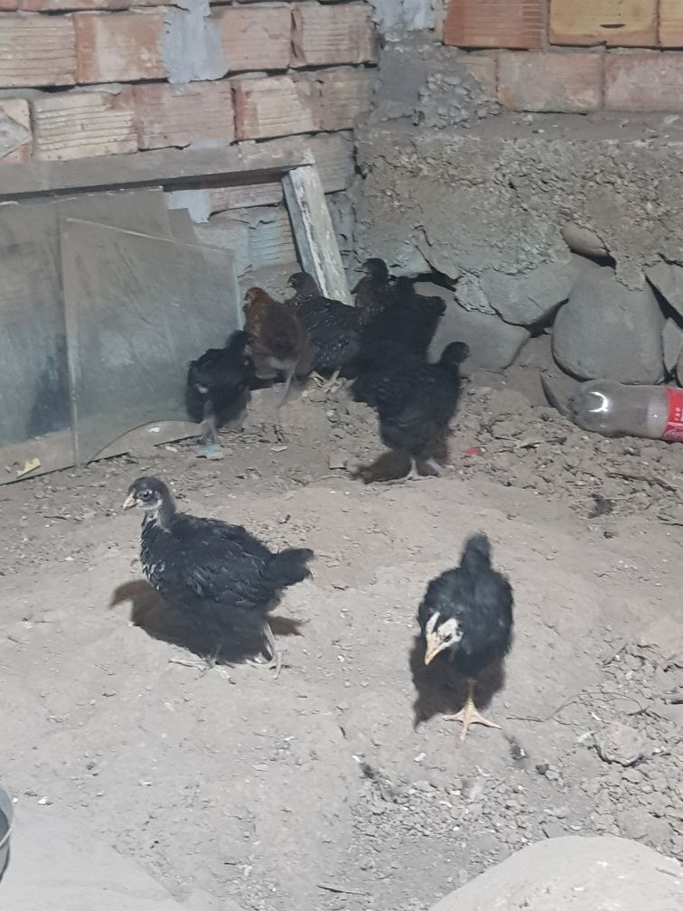 Продавам малки пилета на два месеца