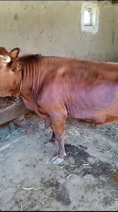 Buqalar sotiladi  boqilgan yemlangan