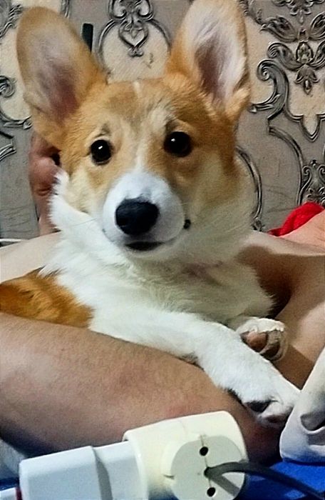 В продаже вельш пемброк корги