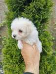 Baietel Bichon maltez mini toy