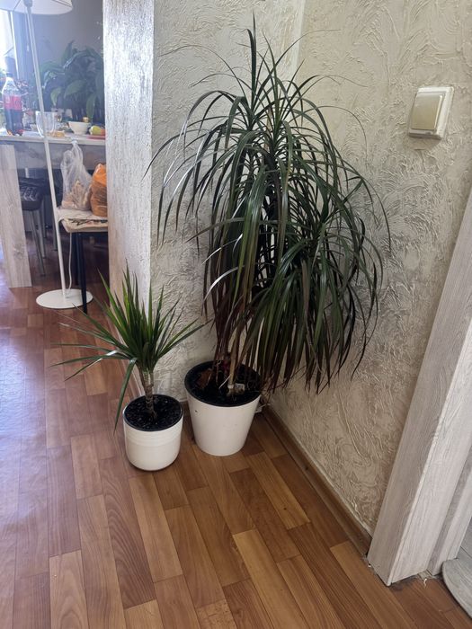 Продам комнатные цветы ,