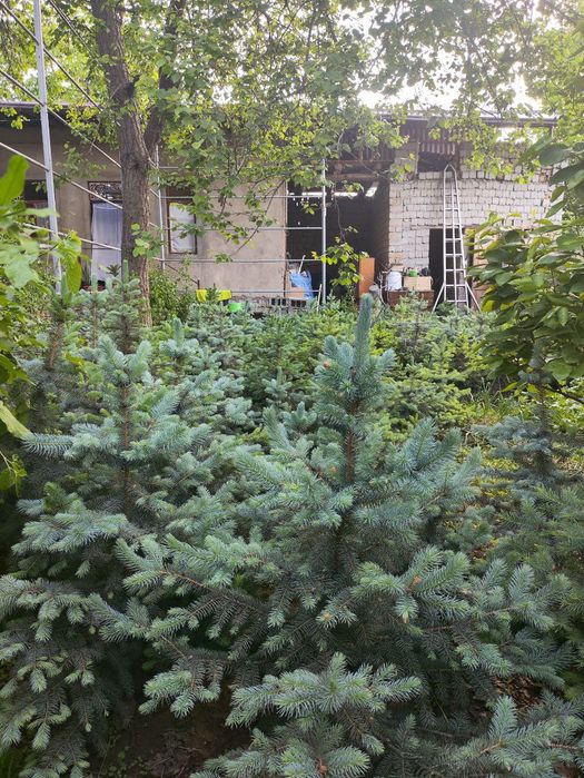 Голубой ель арча