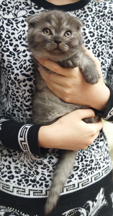 Шотландские котята !