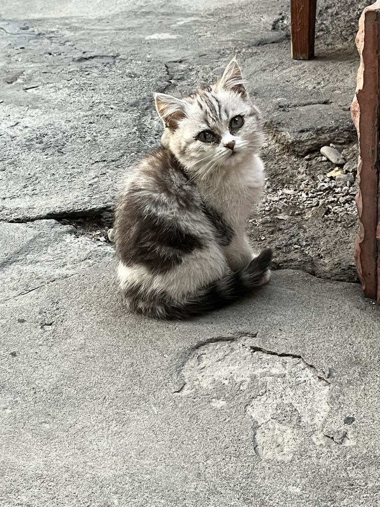 Британки котята