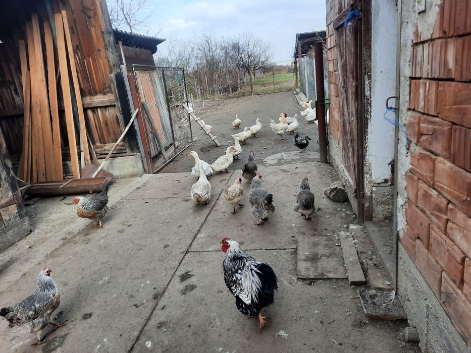 Vând rate  ,vârstă 6 luni