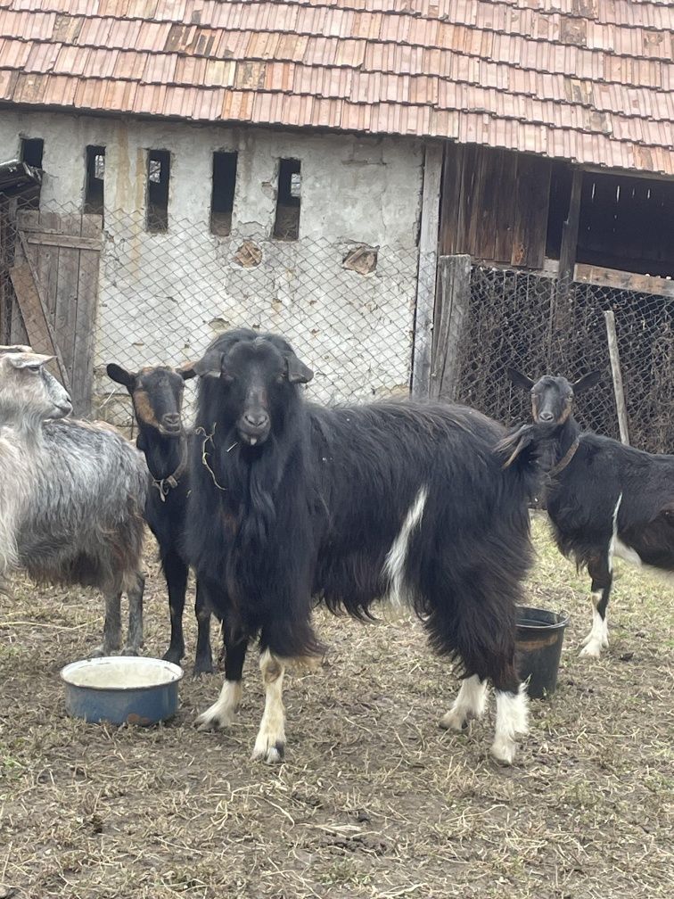 Vând țap de 3 ani