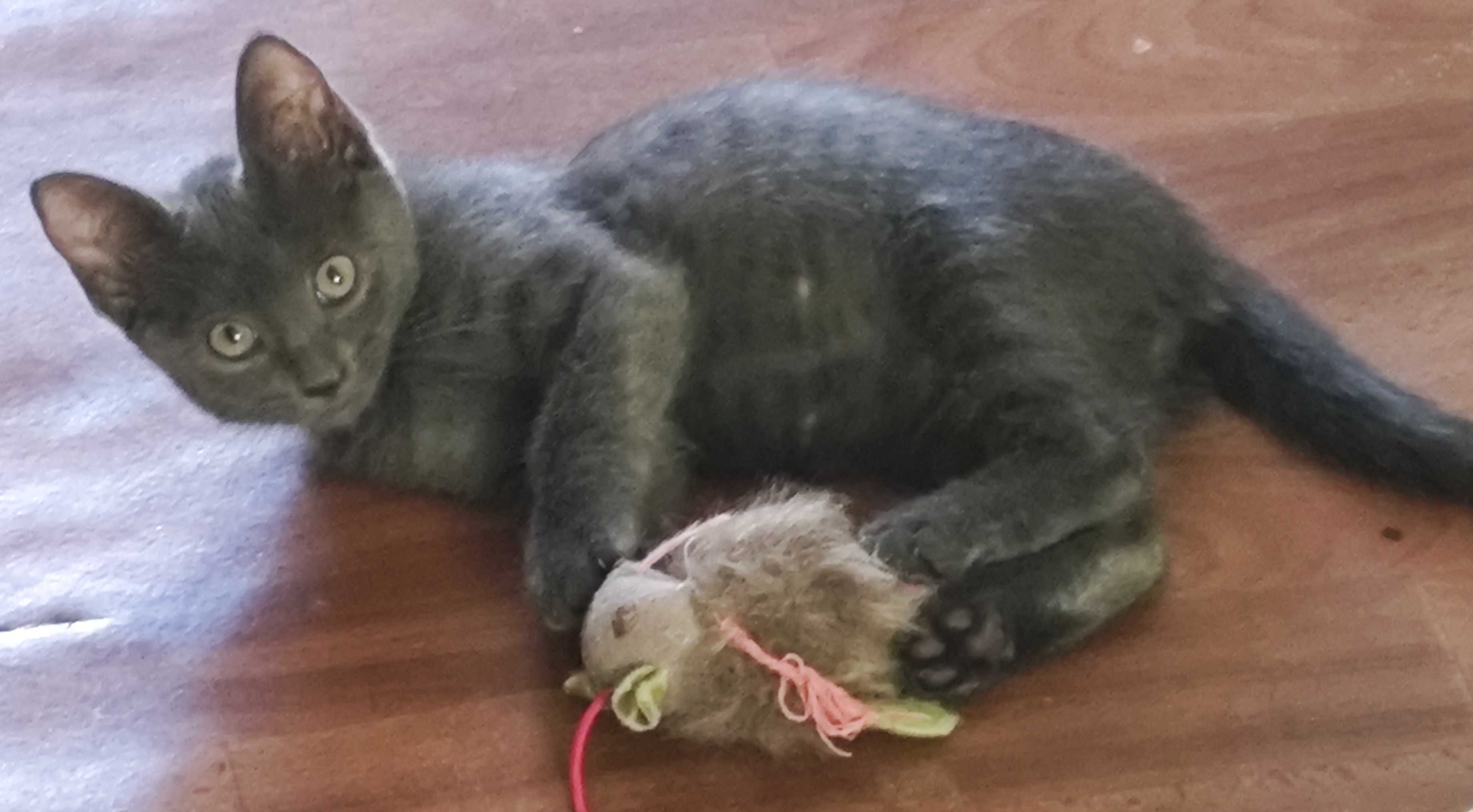 Абсолютно серый котёнок в добрые руки!