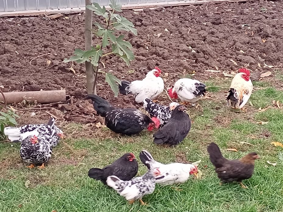 Cocoși și puicuțe chabo de vânzare  la Sallonta.