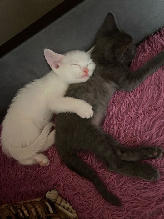 Кот и котята в добрые руки