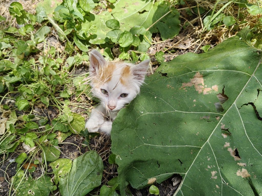 Две прекрасни котета сестричка търсят своя дом