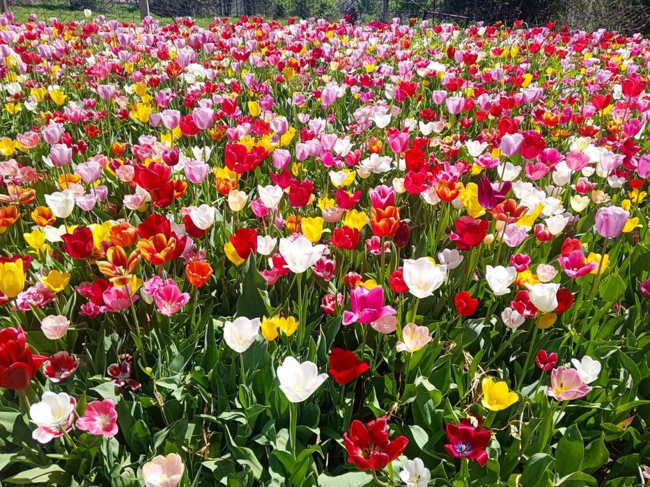 Саженцы тулпан луквица оптом наличии Акция