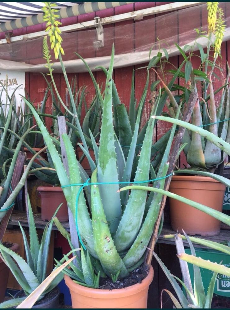 Vand aloe vera barbadensis miller