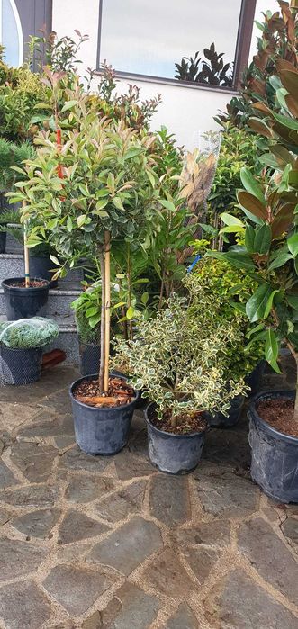 Magnolii Grandiflora - Flori Mari și Parfumate pentru Peisajul Tău