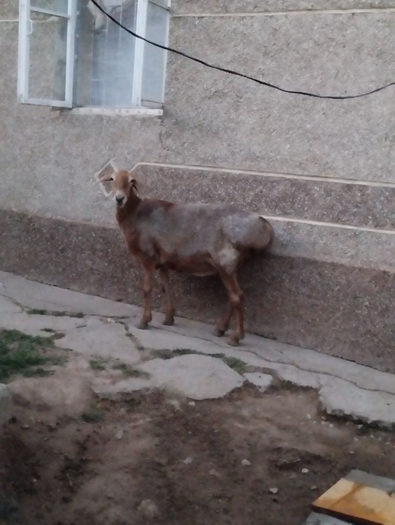Продаю Барана срочно