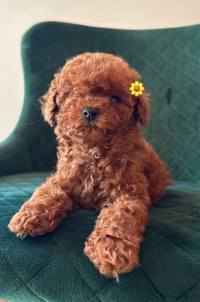 Пудел Toy Red/ Teacup, Пудел той