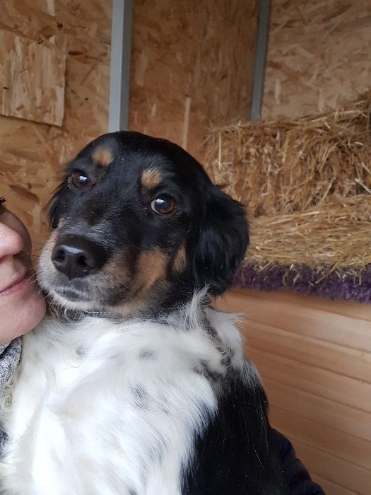 Приют для собак "Хвостатый рай" в Алматы