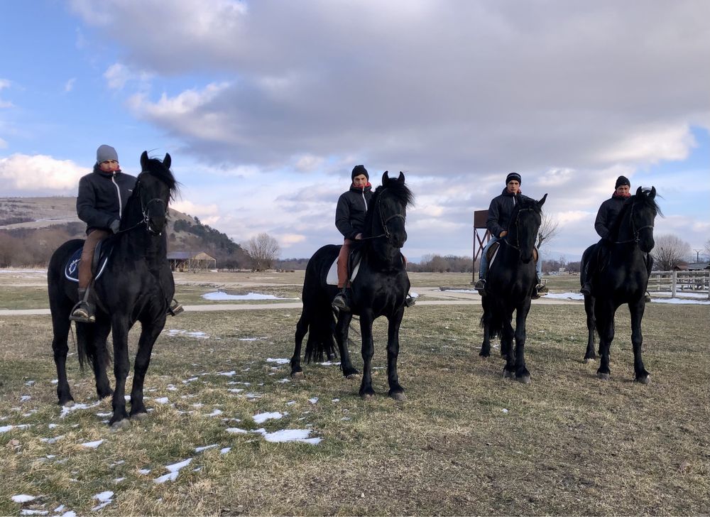 Armăsari Friesian Frizian echitație