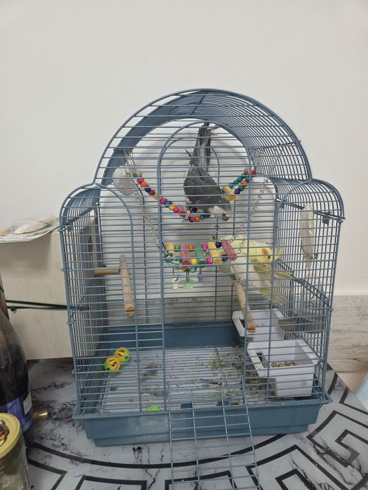 Pereche nimfe,  inclus colivie si cuib