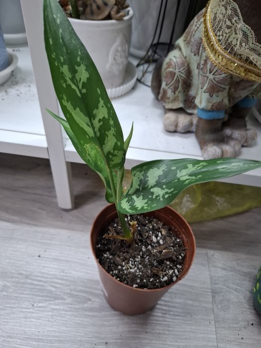 Продам Срочно комнатные цветы  от 500тг