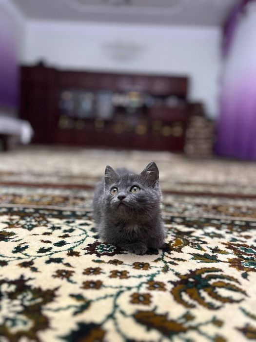 Зотдор мушик боласи сотилади.