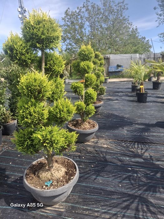 Vând plante ornamentale