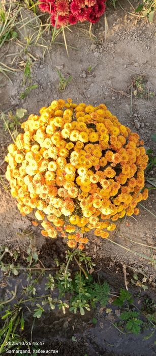 Гул Хризантема глобус гулари