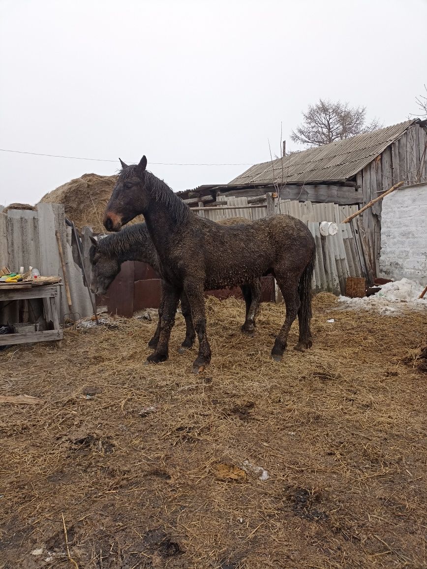 Продам жеребцов молодых