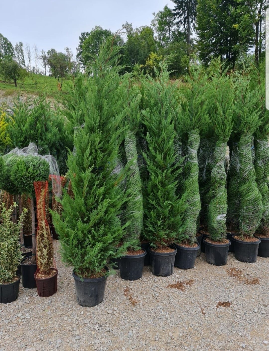 Tuia leylandii 2.2m - 4m, calitate extra, perdea naturală verde.