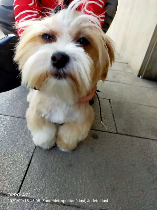 Donez 3 cateluse. Azi (sâmbătă, 08.11) au 5 săptămâni