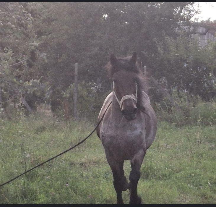 Vând o pereche de cai