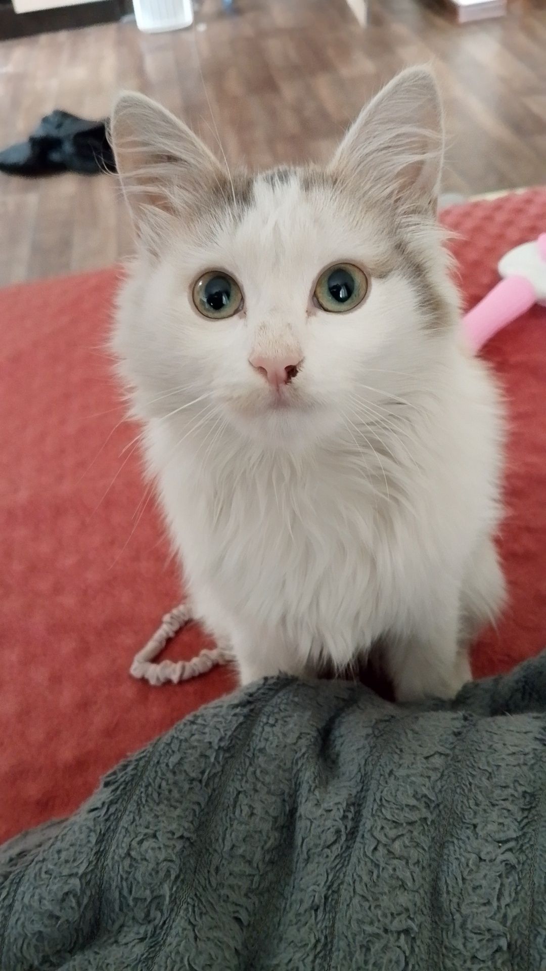 Отдам котенка в добрые руки