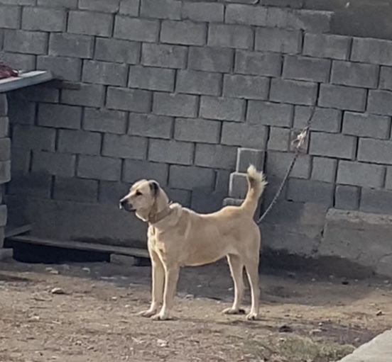 Сука прадаётся с гарантей