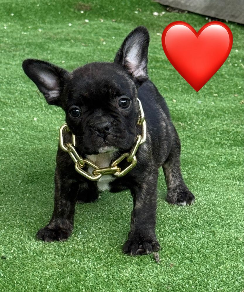 Femela buldog francez