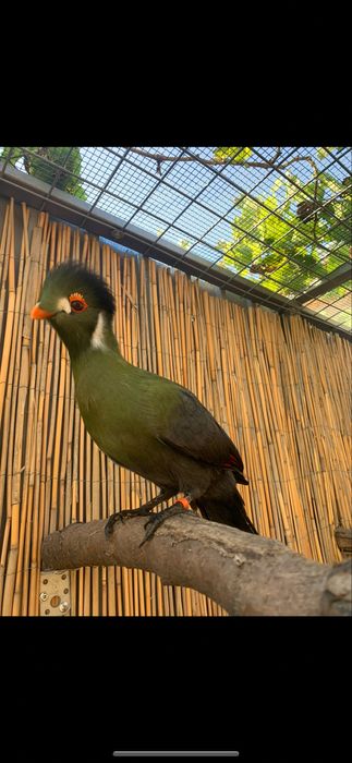 Pasari exotice turaco