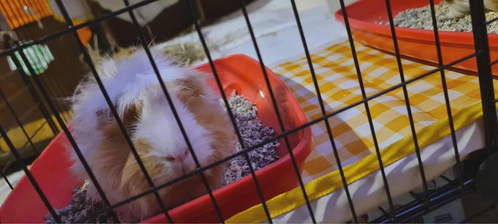 Porcusori de guineea