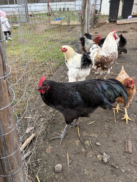 Cocosi tineri diferite rase