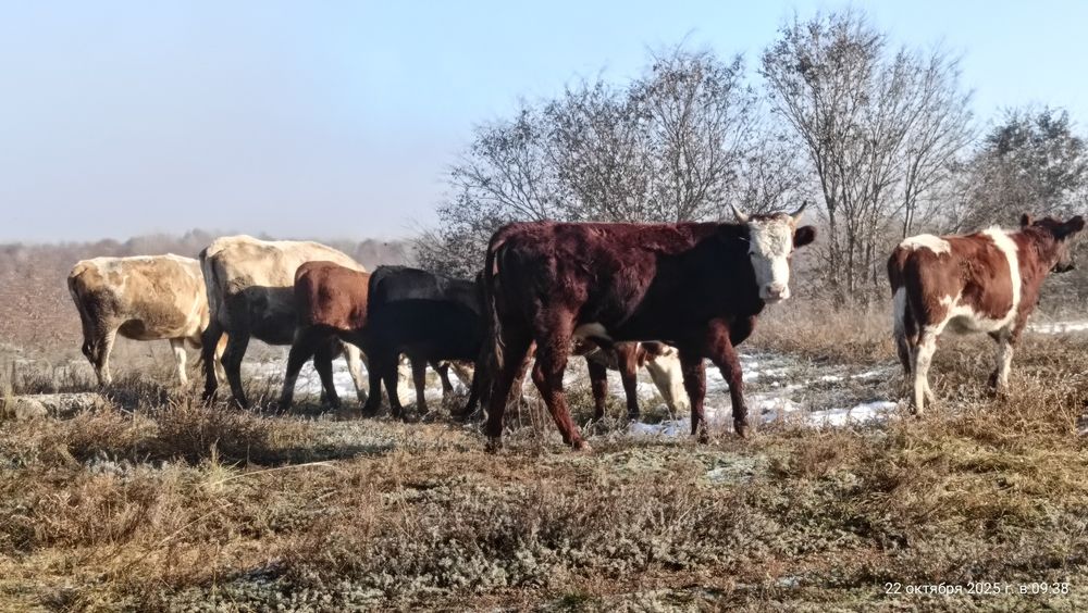 1.5 Бачок—1шт, Подсос 4шт