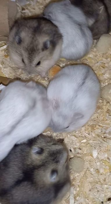 Hamsteri Siberieni