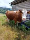Vaca baltata romaneasca