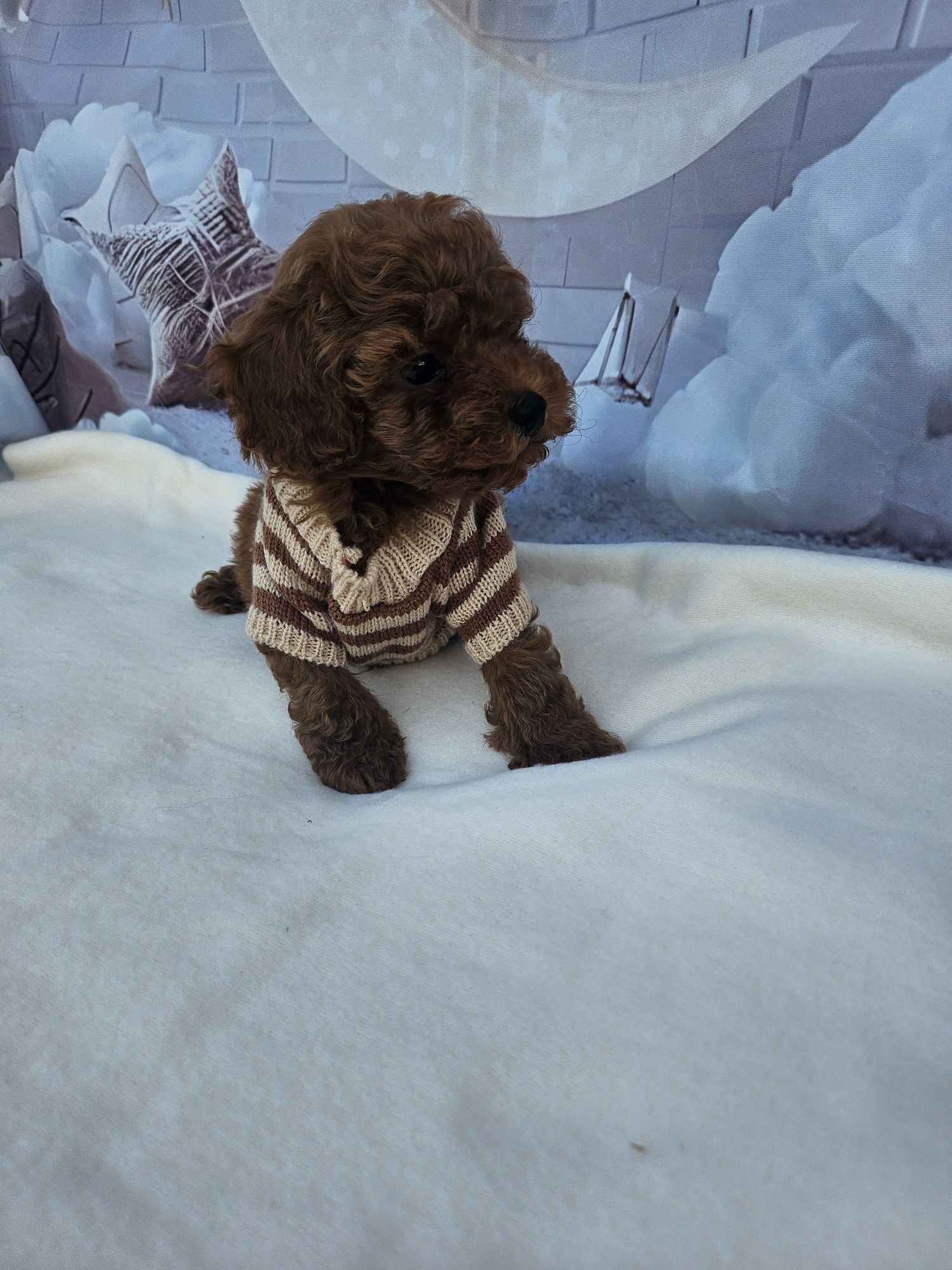 Резервирано !Пудел той момче /100%Toy poodle родословие