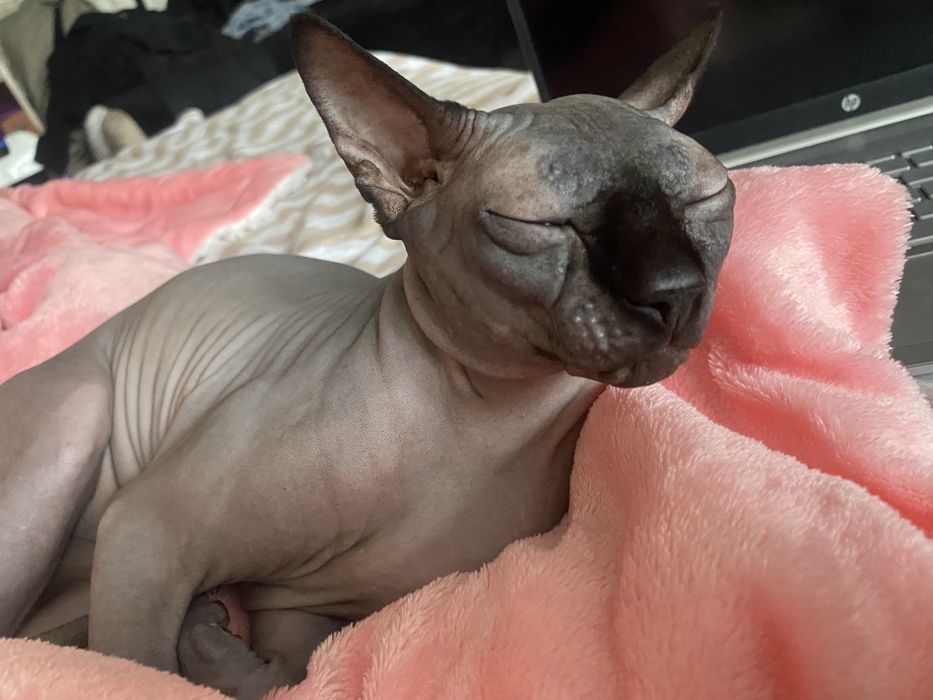 Отдам донского кота сфинкс