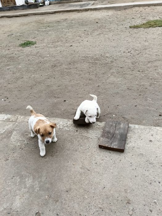 Щенок джек рассел