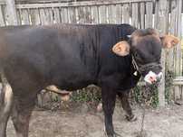 Taur de 6 luni bine ingrijit