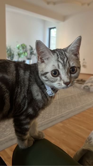 Скоттиш страйт кот
