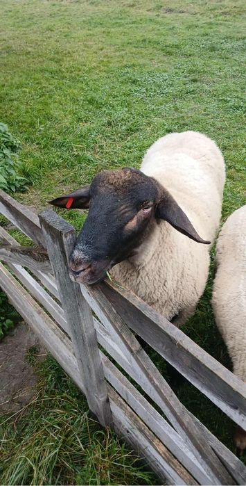 Schimb berbecut sau vand