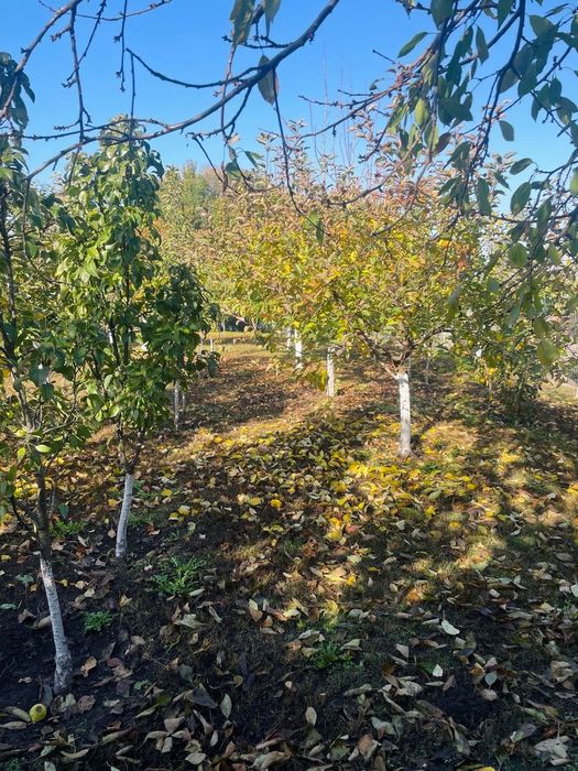 Gospodărie de vânzare în Comuna Siliștea Crucii, jud. Dolj