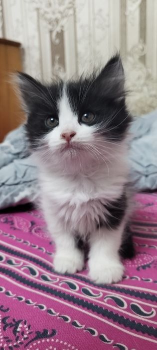 Отдаются котята в добрые руки!