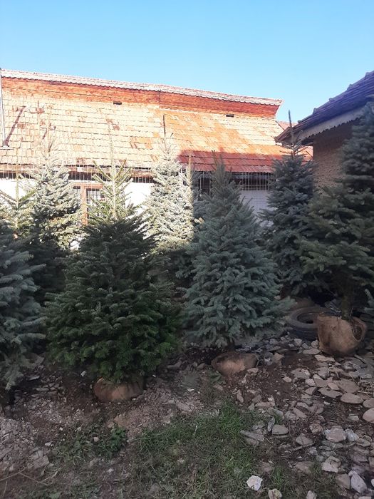 Brazi Arginti și Verzi