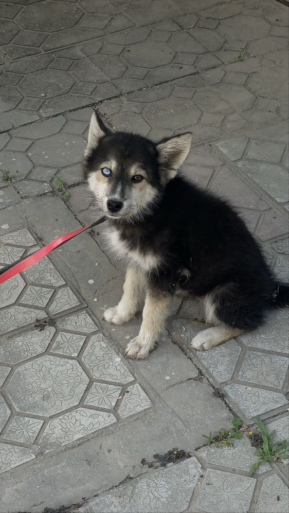 Сибирский хаски щенок