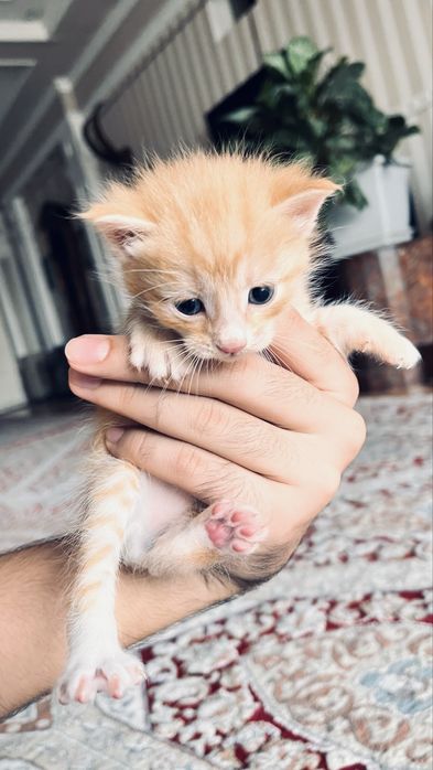 Котята даром в добрые руки